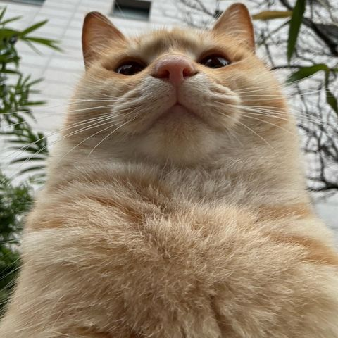 Fortune Teller sejong cat